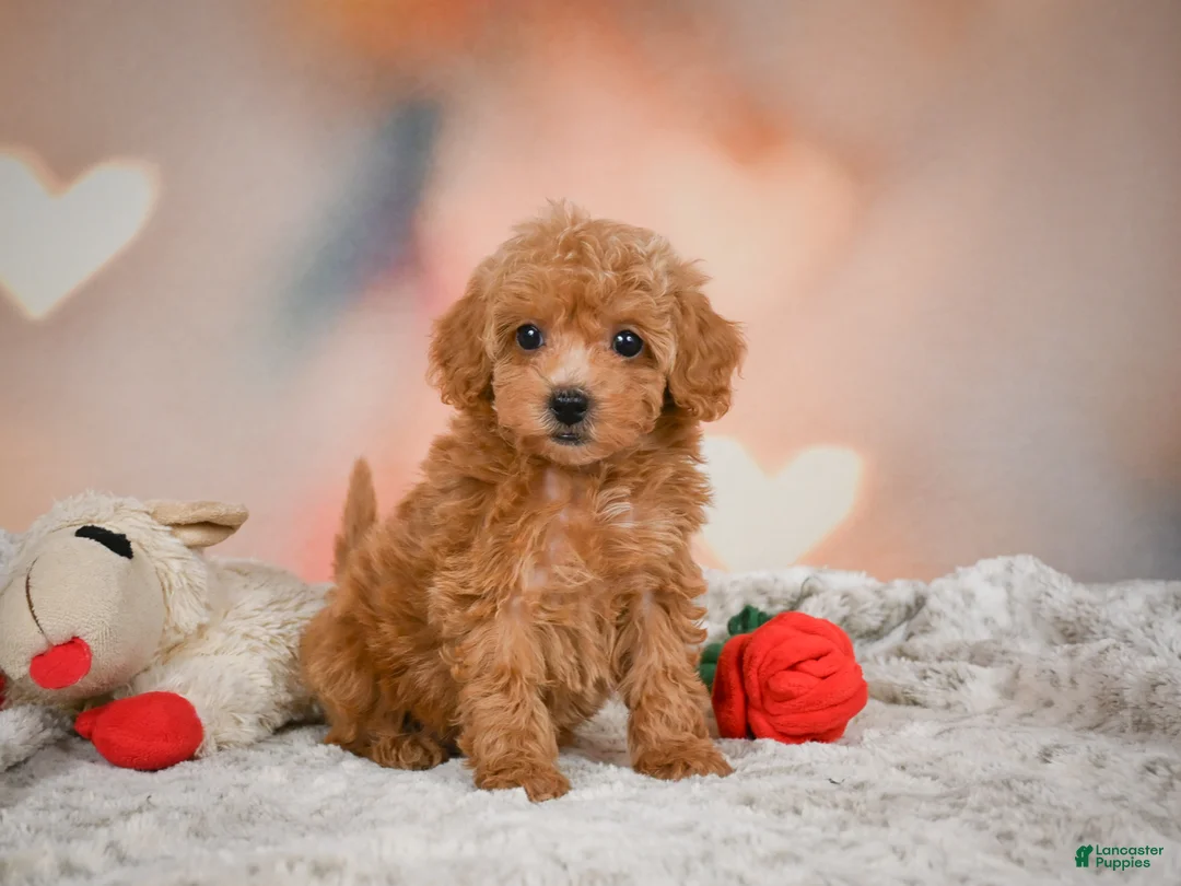 Toy Poodle dogs for sale: Haley - Ad 1