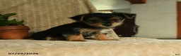 Morkie dogs for sale: Nelson - Ad 1