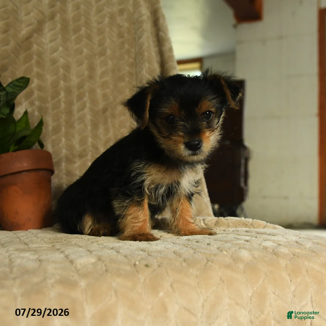 Morkie dogs for sale: Nelson - Ad 1