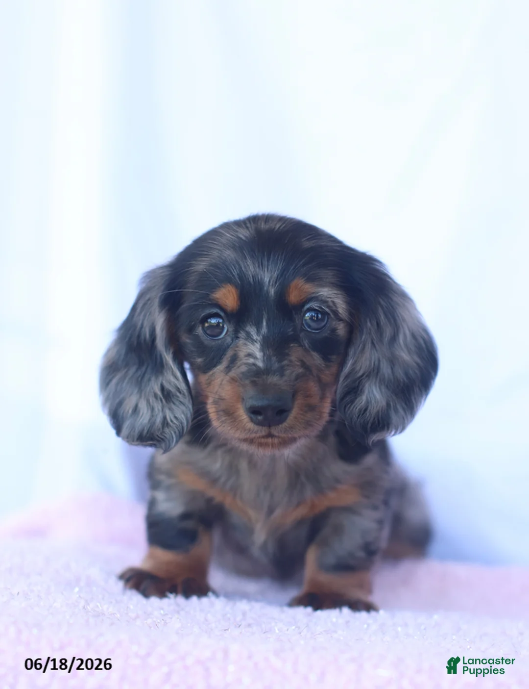 Miniature Dachshund dogs for sale: Dakota - Ad 1