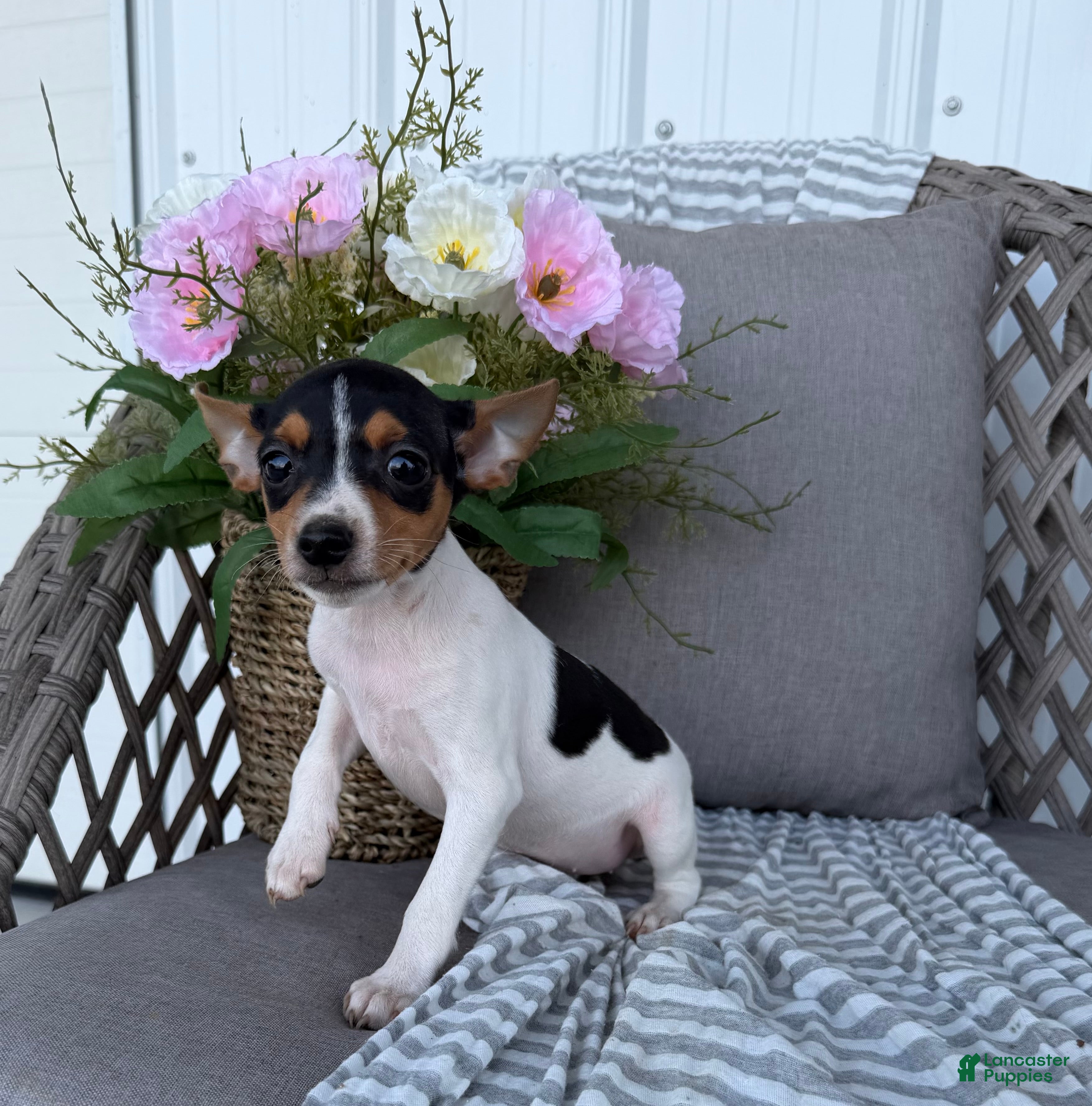 Toy Fox Terrier dogs Tinker - Ad 2