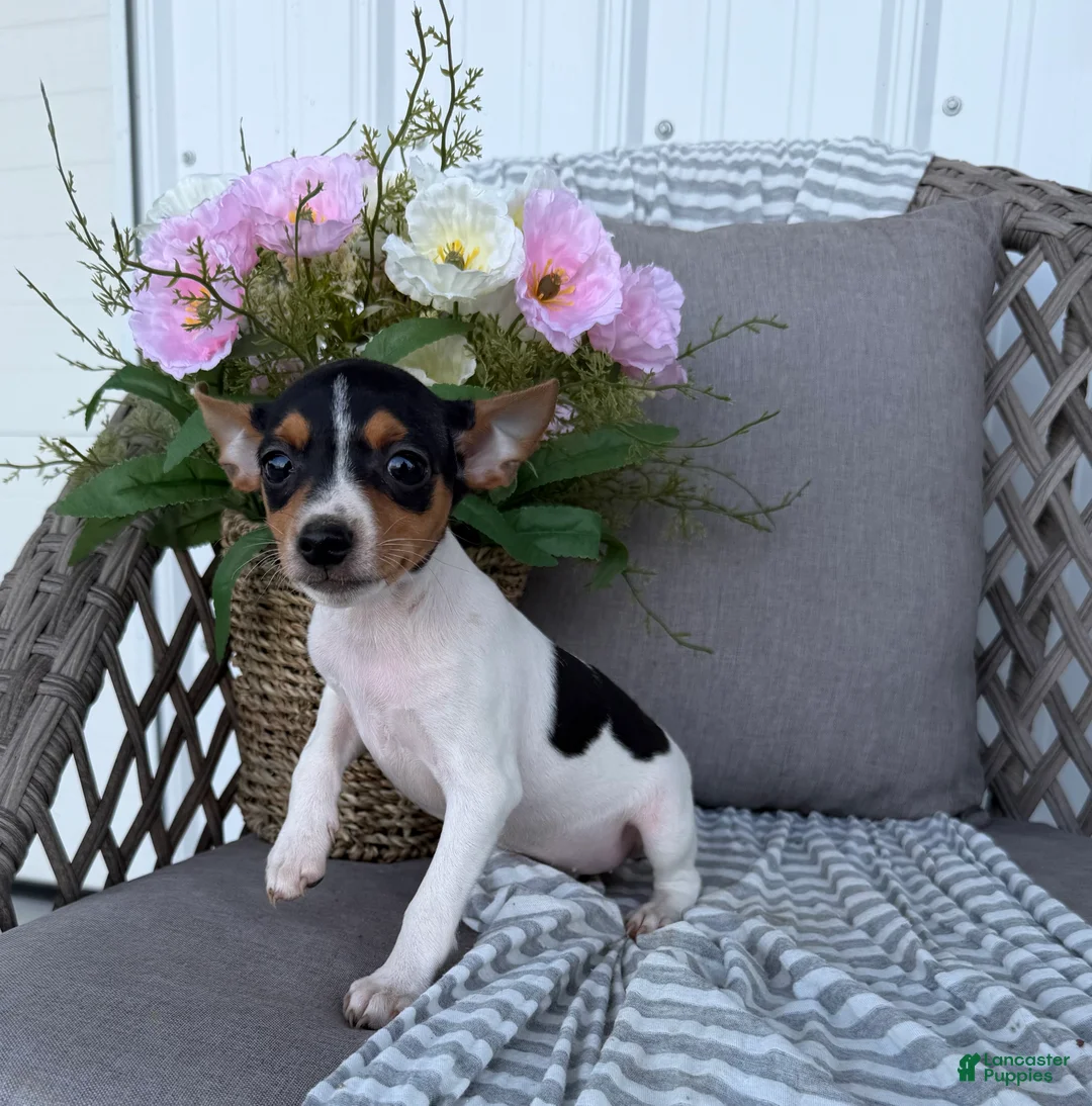 Toy Fox Terrier dogs for sale: Tinker - Ad 2