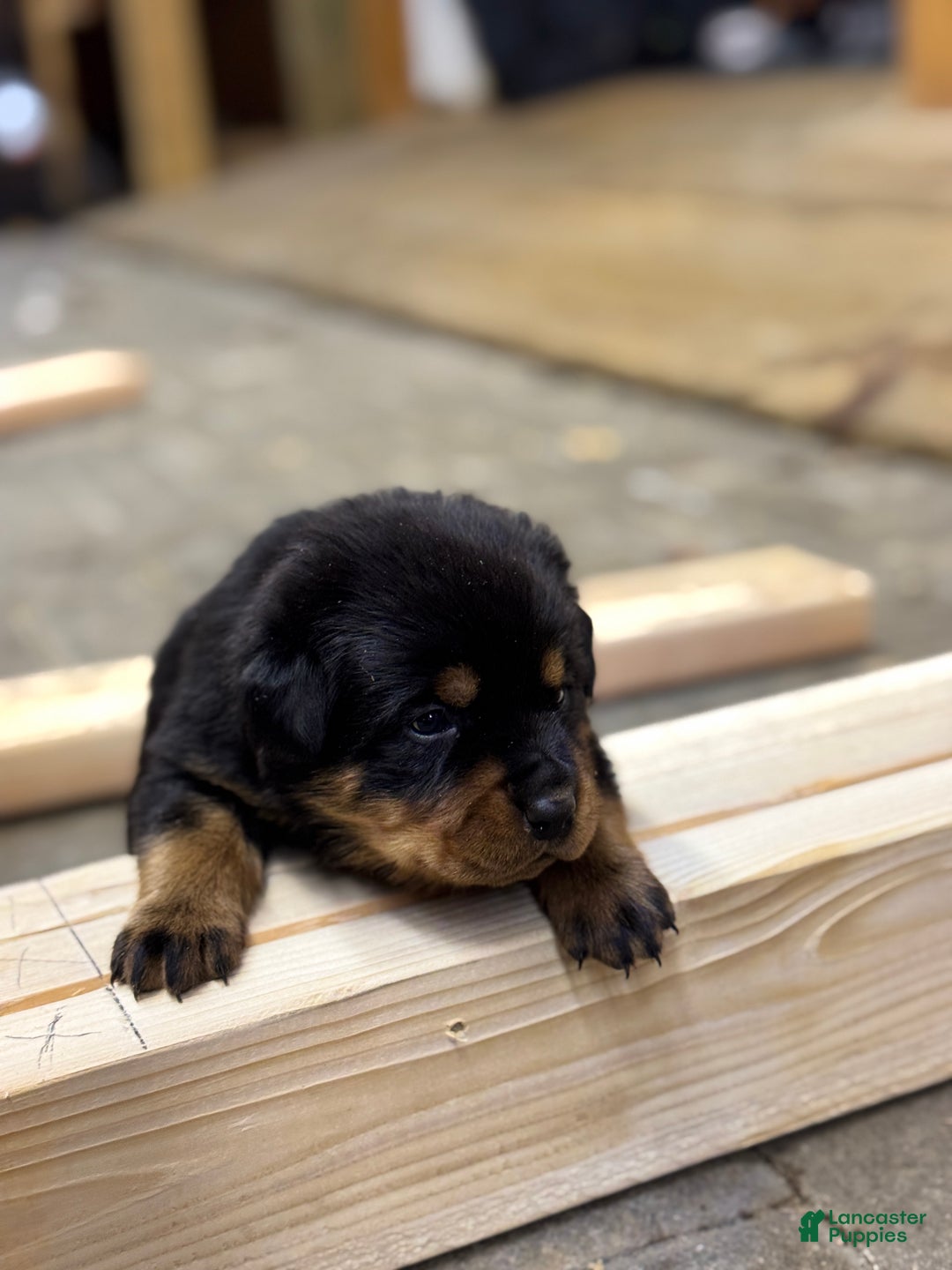 Rottweiler dogs for sale: Dezi (docked tail) - Ad 4