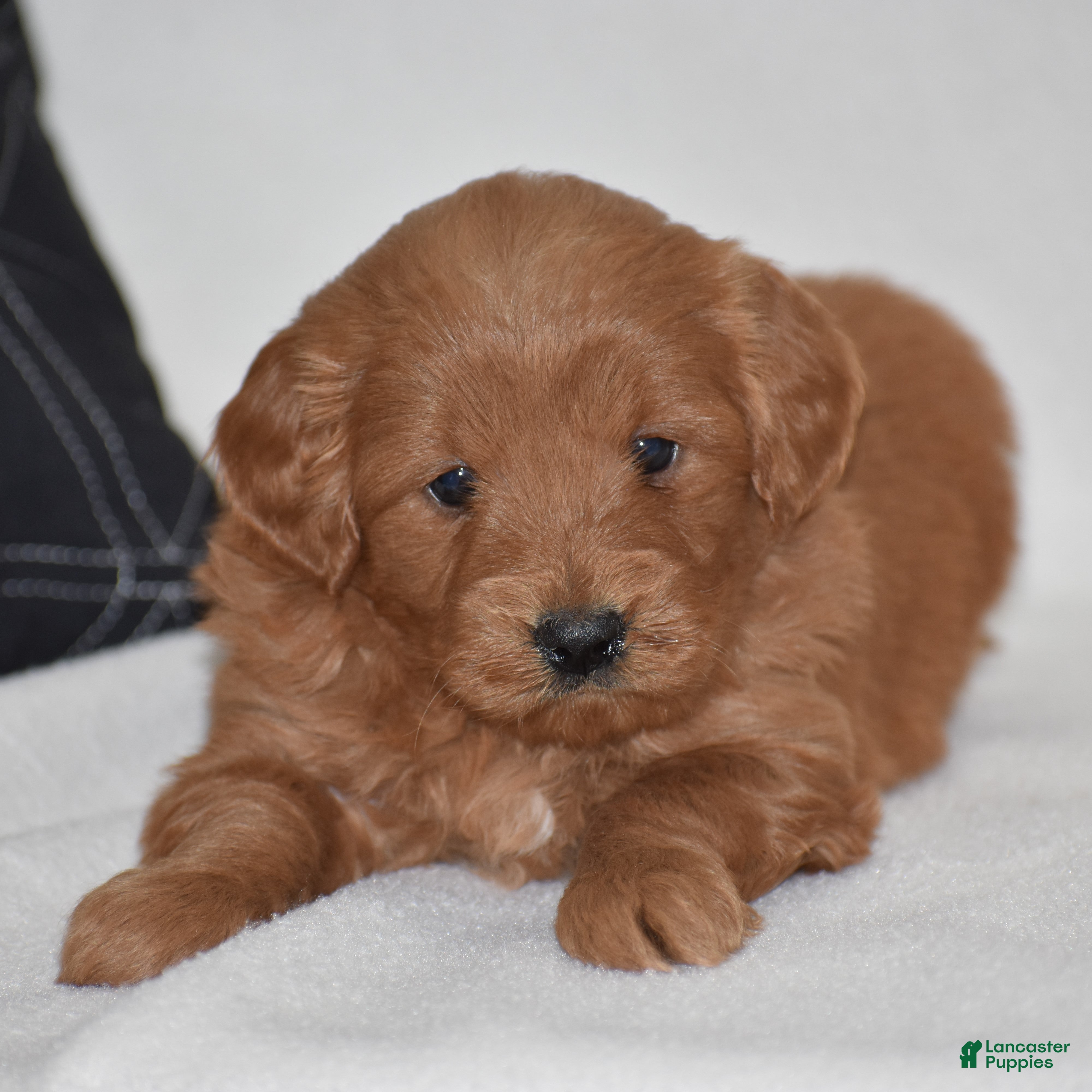 Mini Goldendoodle dogs Whisper - Ad 1