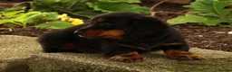 Miniature Dachshund dogs for sale: Thumper - Ad 6