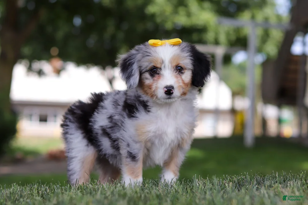 Gallery Image {{count}}