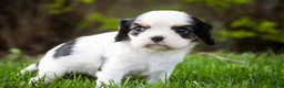 Cavalier King Charles Spaniel dogs for sale: Dottie - Ad 4