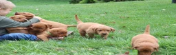 Labrador Retriever dogs for sale: Tassle - Ad 10
