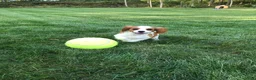 Cavalier King Charles Spaniel dogs for sale: Cavalier King Charles Spaniel 1 - Ad 11