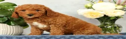 Mini Goldendoodle dogs for sale: Opal - Ad 6