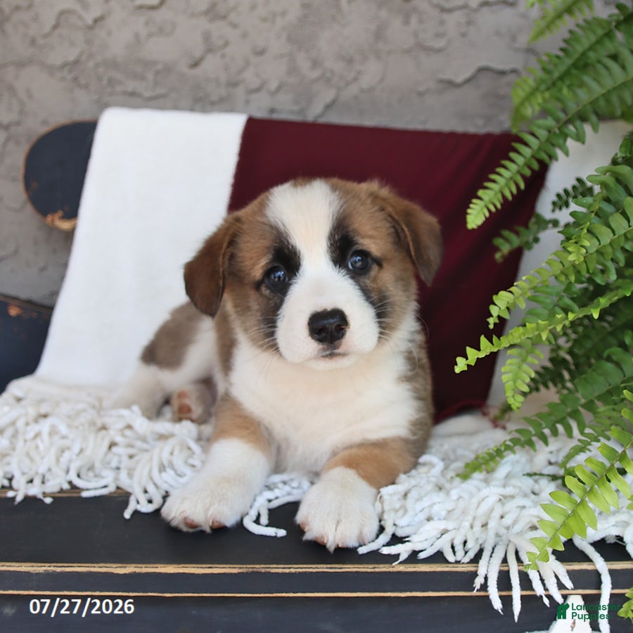 Welsh Corgi Pembroke dogs Lincoln - Ad 1