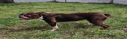 Boston Terrier dogs for sale: Wallace  - Ad 2