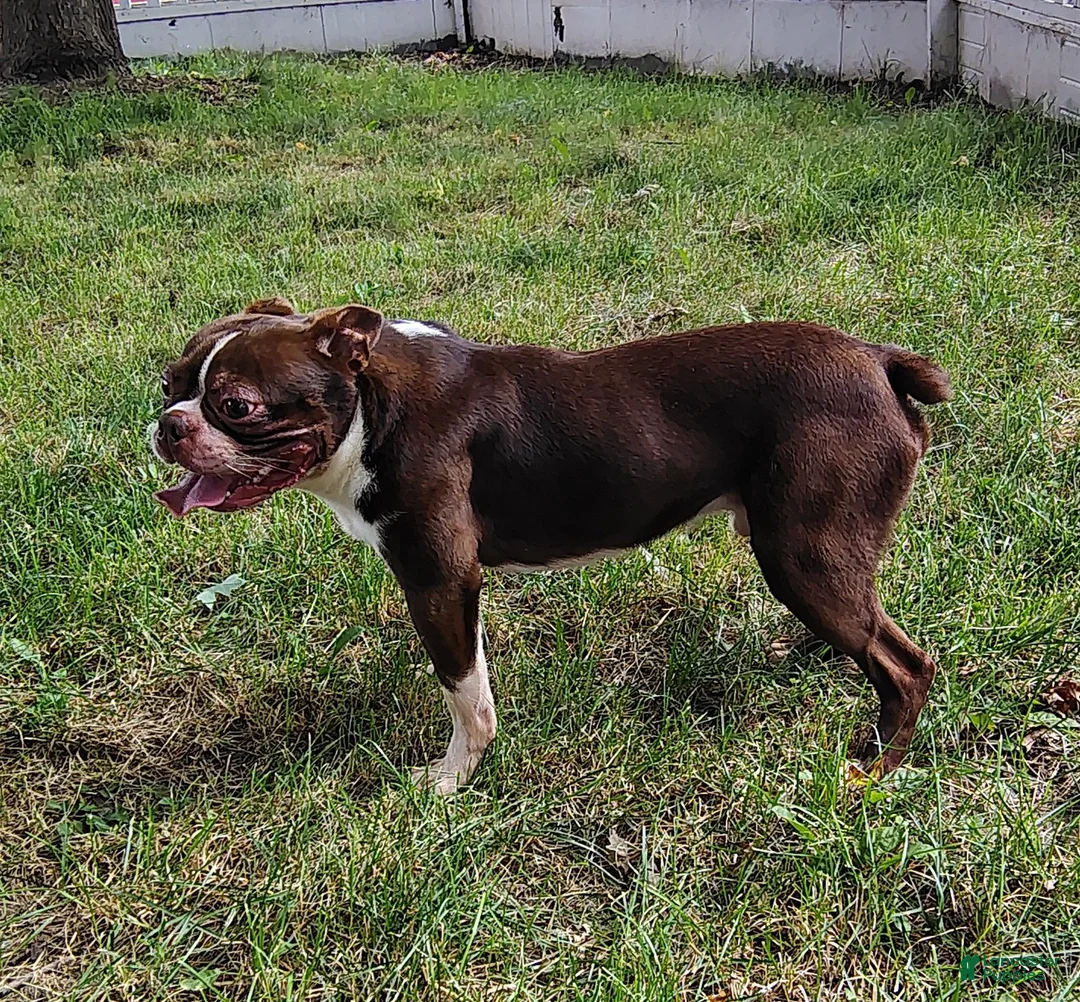 Boston Terrier dogs for sale: Wallace  - Ad 2
