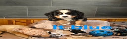 Bernese Mountain Dog dogs for sale: Lt Blue - Ad 5