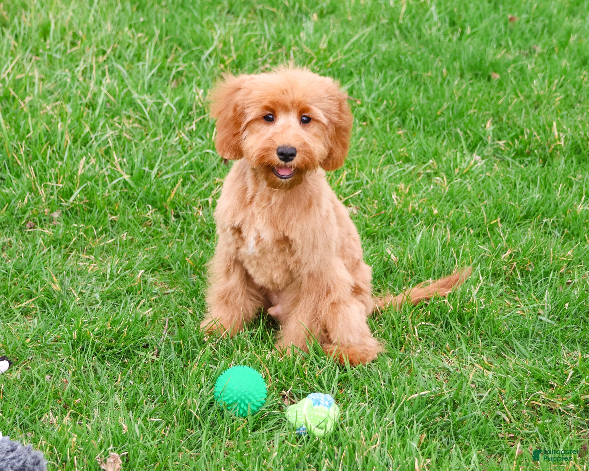Cavapoo dogs Carson  - Ad 2