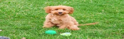 Cavapoo dogs for sale: Carson  - Ad 2