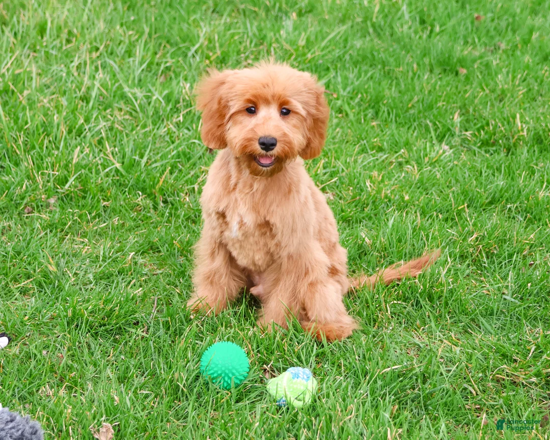 Cavapoo dogs for sale: Carson  - Ad 2