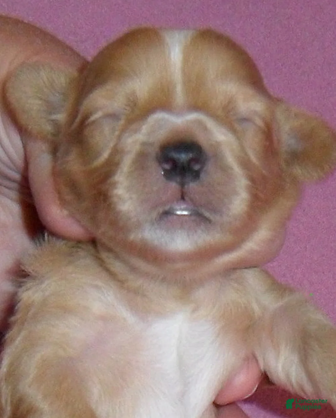 Shihpoo dogs for sale: Punkin - Ad 1