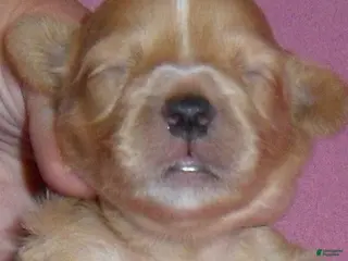 Shihpoo dogs Punkin - Ad 41