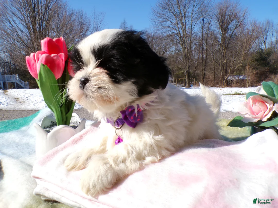 Shih Tzu dogs for sale: Shih Tzu Puppy 6 Malcolm - Ad 3