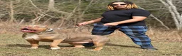 American Bully dogs for stud: Probull’s Gucci - Ad 2