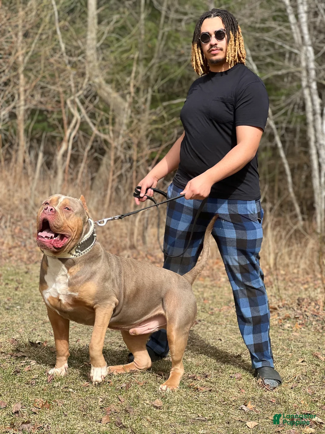 American Bully dogs for stud: Probull’s Gucci - Ad 2