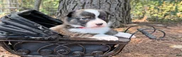 Mixed Breed dogs for sale: Red collar Boy - Ad 8