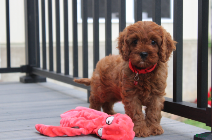 Cavapoo dogs Max - Ad 1