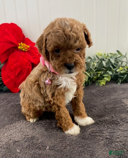 Toy Poodle dogs Honey - Ad 2