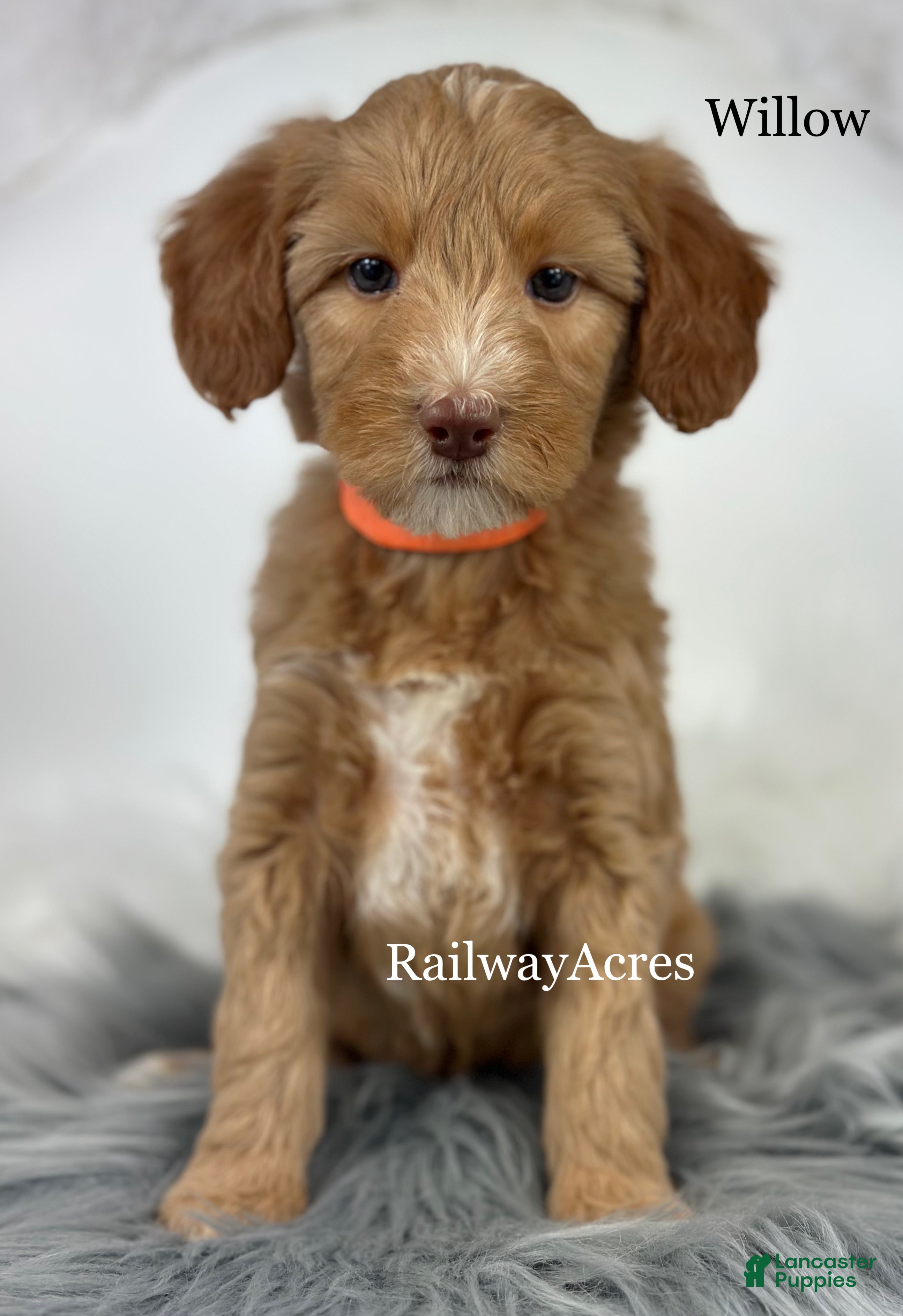 Mixed Breed dogs Willow - Ad 29