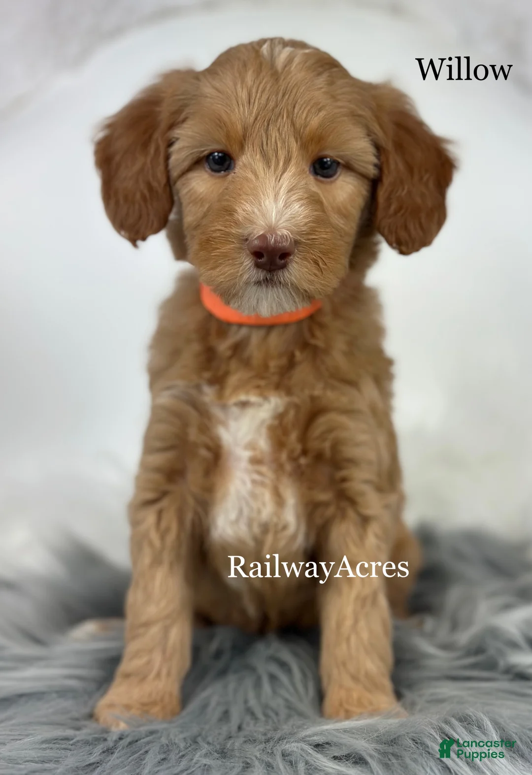 Mixed Breed dogs for sale: Willow - Ad 2