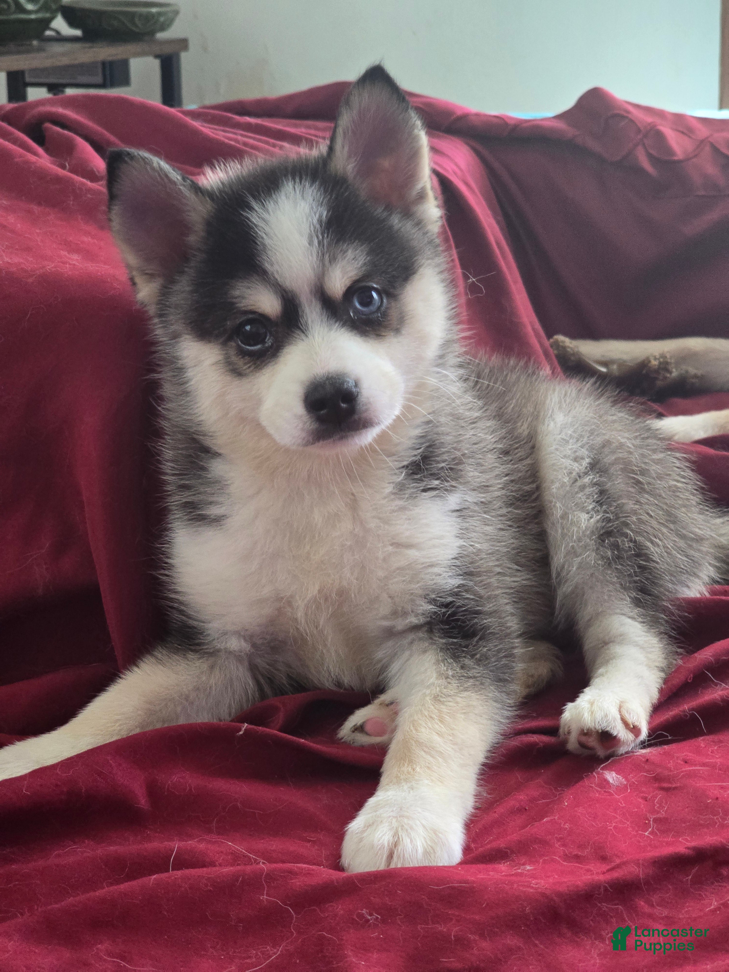 Pomsky dogs Draco  - Ad 28