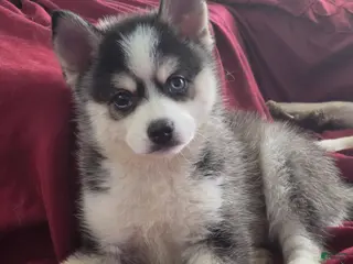 Pomsky dogs Draco - Ad 28