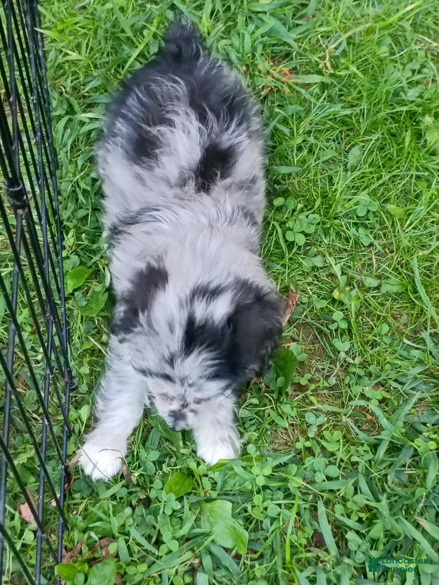 Mini Aussiedoodle dogs Bluey Toy/Small Mini  - Ad 2