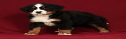 Bernese Mountain Dog dogs for sale: Claire - Ad 4