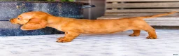 Miniature Dachshund dogs for sale: Cooper - Ad 3