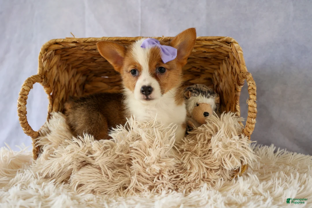 Welsh Corgi Pembroke dogs for sale: Yo-Yo 💕 - Ad 2