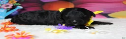 Bernedoodle dogs for sale: Zephyr  - Ad 3
