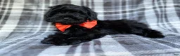 Shihpoo dogs for sale: Zander - Ad 6