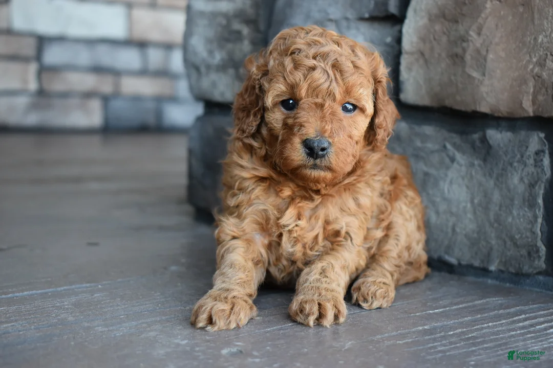 Mini Goldendoodle dogs for sale: Ava - Ad 4