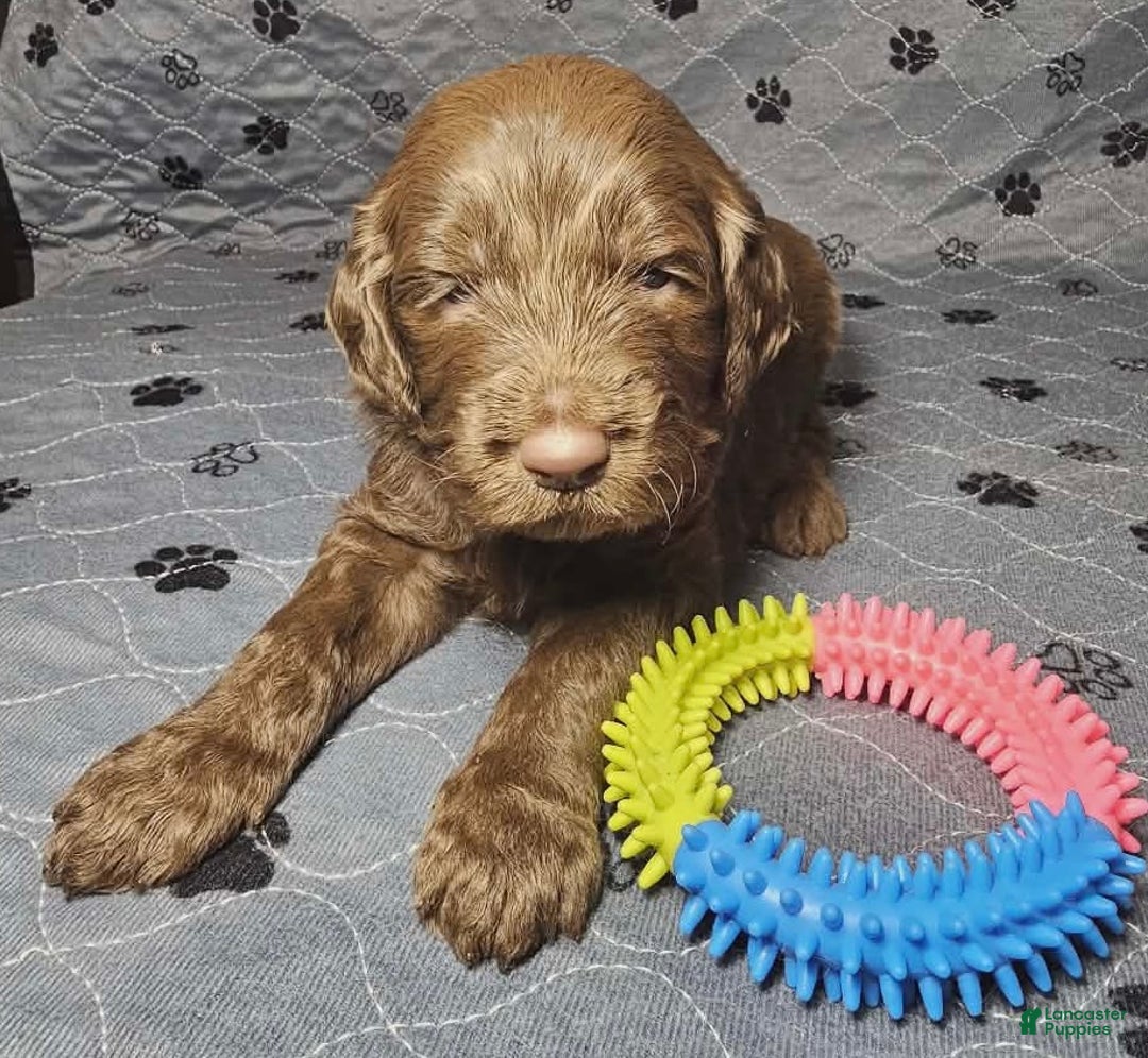 Goldendoodle dogs for sale: Hazelnut  - Ad 5