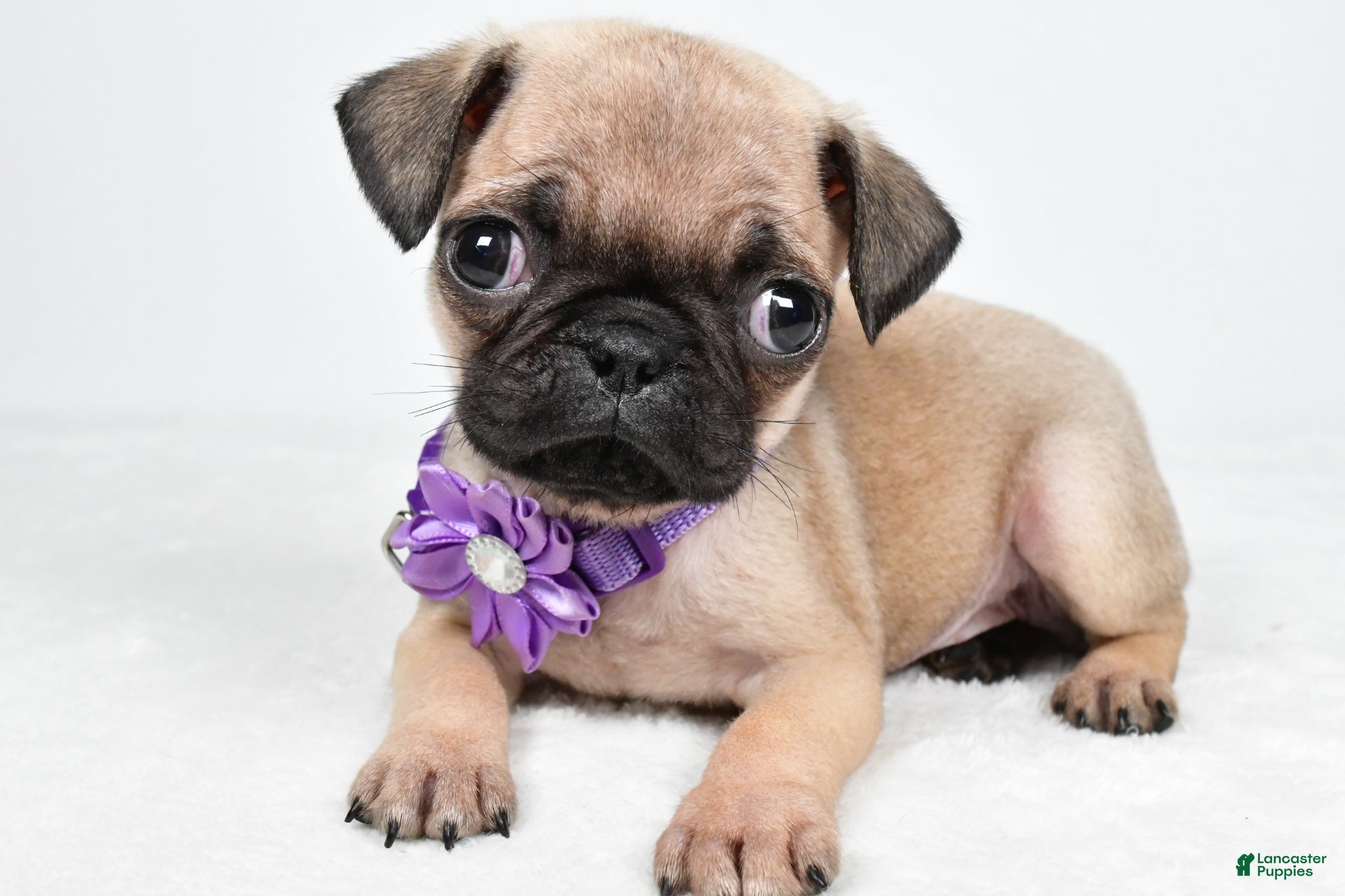 Pug dogs Avery - Ad 1