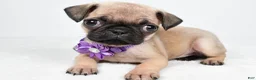Pug dogs for sale: Avery - Ad 1