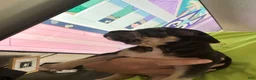 American Bully dogs for sale: American Bully 8 - Ad 2