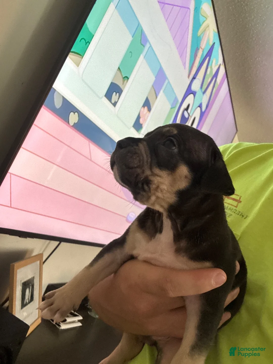 American Bully dogs for sale: American Bully 8 - Ad 2