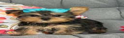 Yorkshire Terrier dogs for sale: Minx - Ad 4