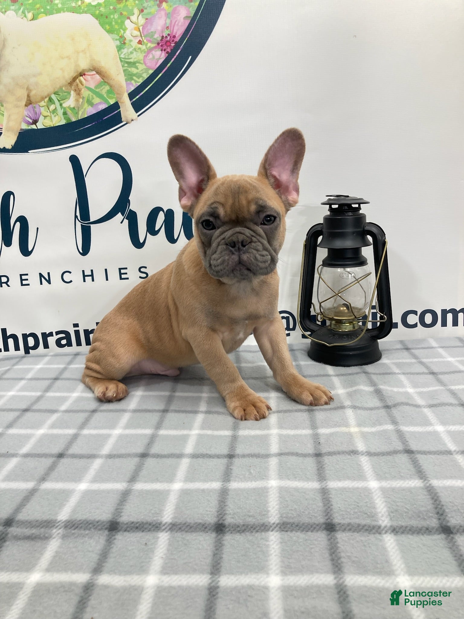 French Bulldog dogs Ridoc French Bulldog Puppy  - Ad 1