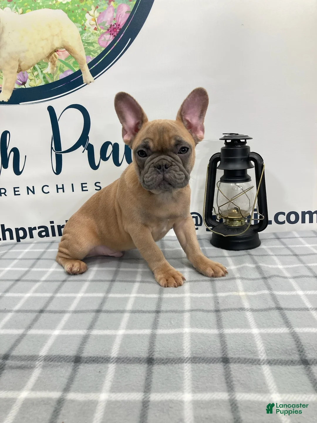 French Bulldog dogs for sale: Ridoc French Bulldog Puppy  - Ad 1