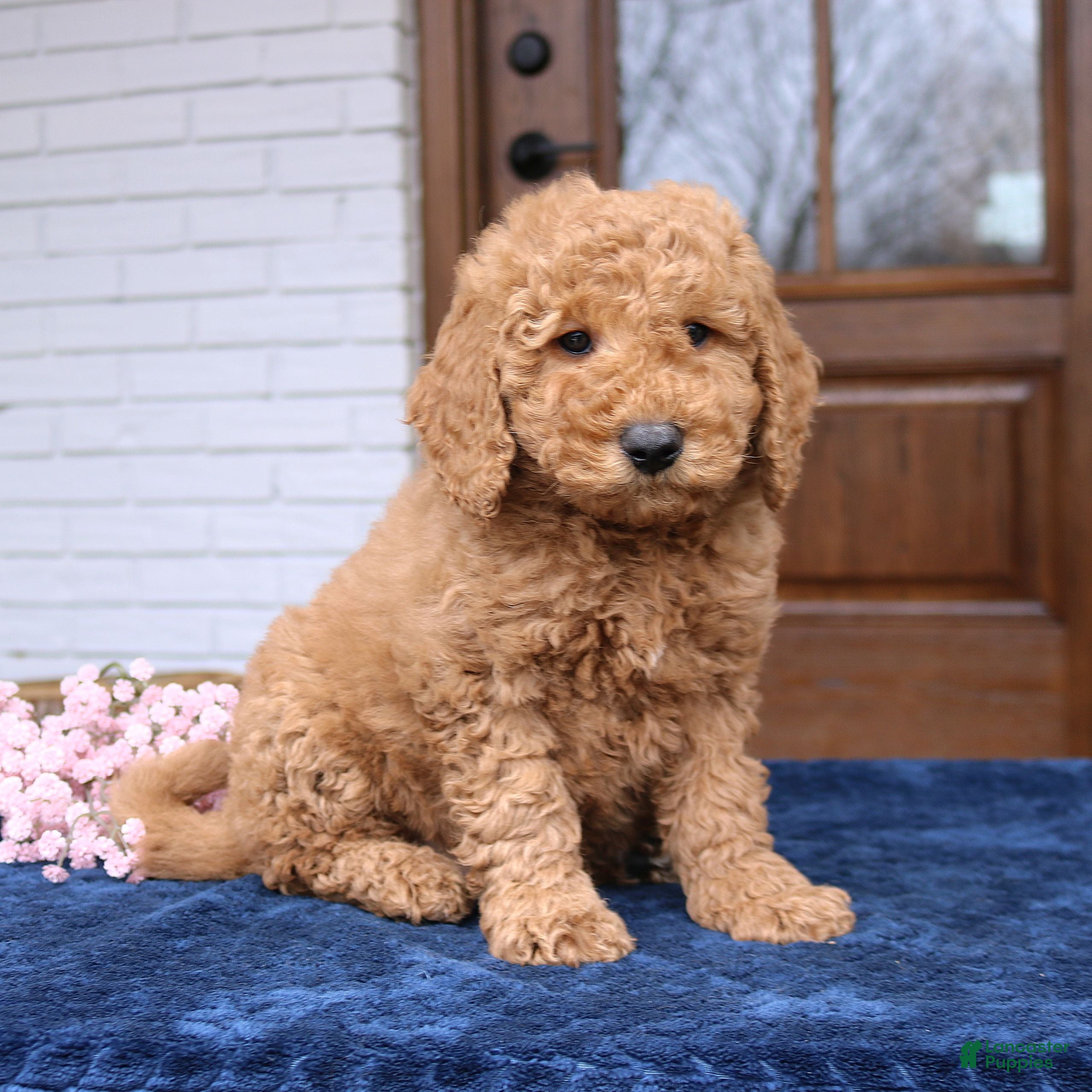 Mini Goldendoodle dogs Tatum  - Ad 1