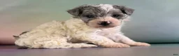 Maltipoo dogs for sale: Marlow - Ad 2